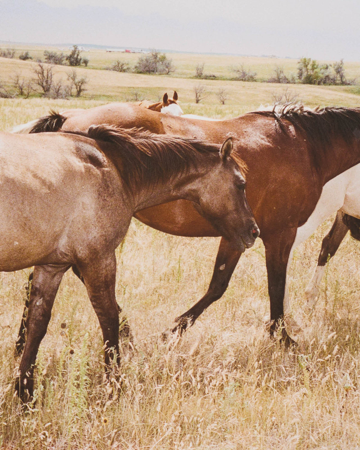 Tabby's Horses (2018)