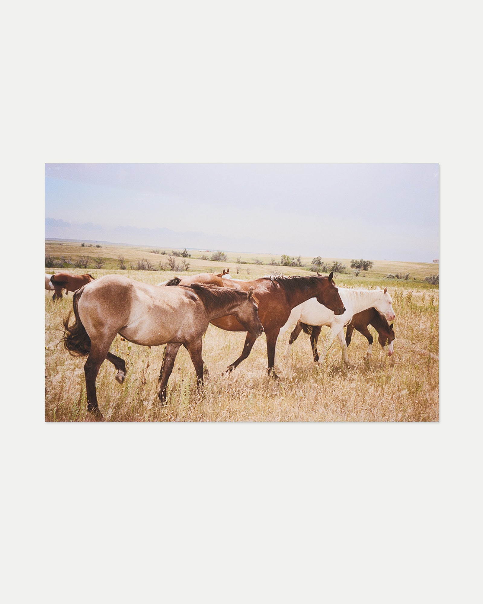 Tabby's Horses (2018)