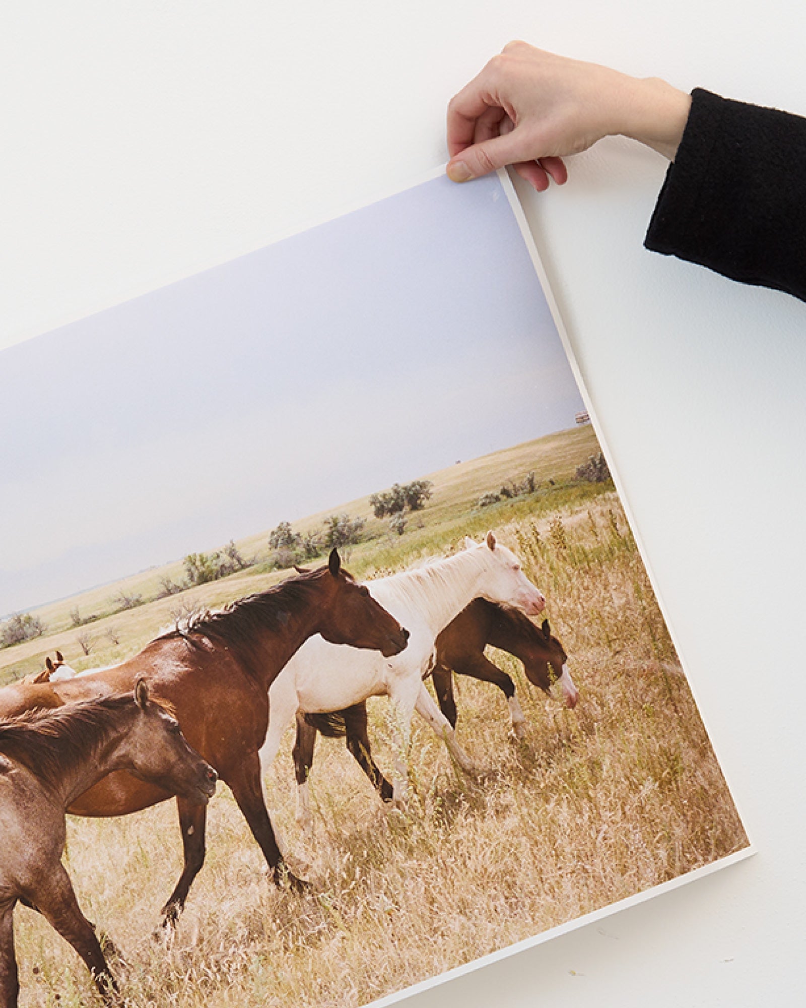 Tabby's Horses (2018)