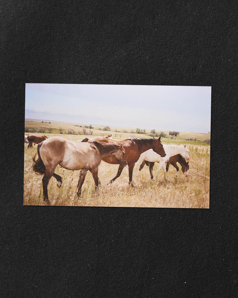 Tabby's Horses (2018)