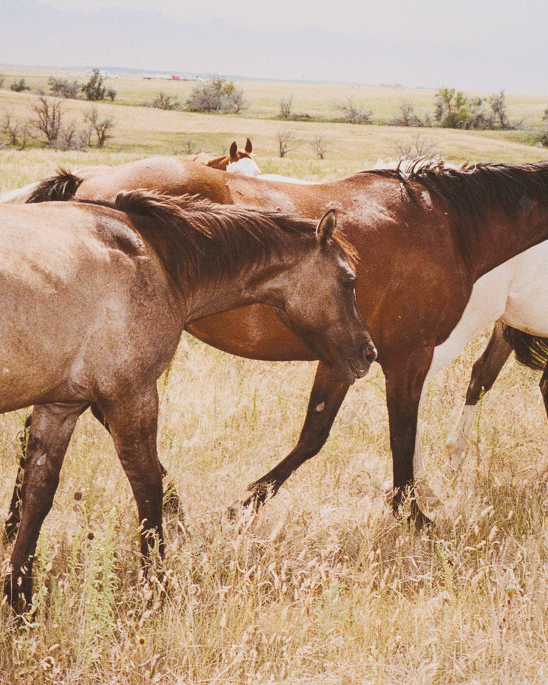 Tabby's Horses (2018)